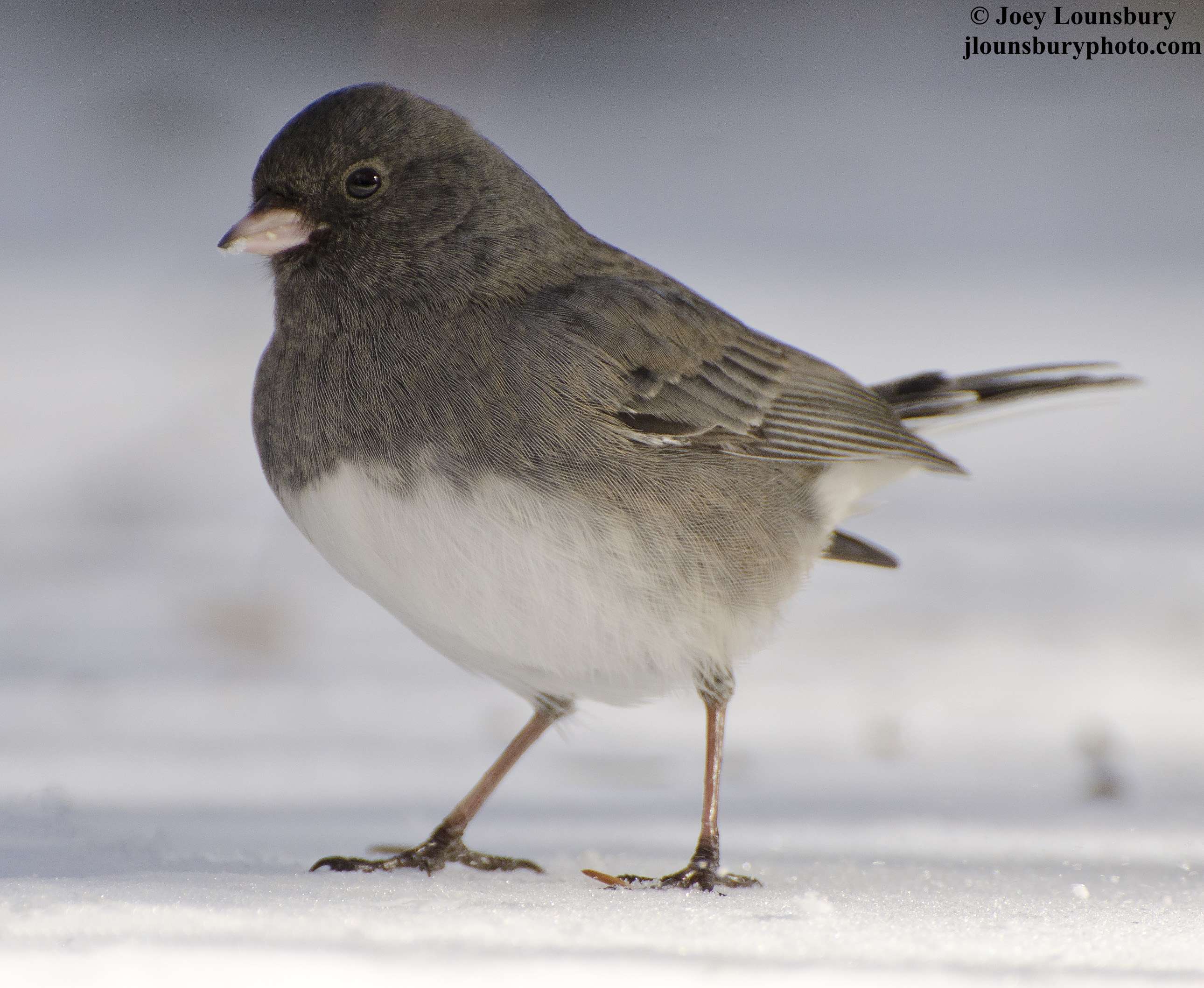 Juncos Galore 